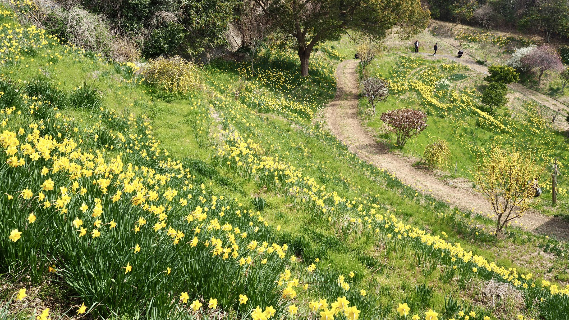 あなたのウクレレに力強いサウンドを - Worth Strings