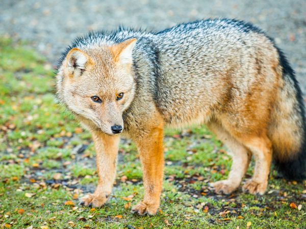 Gray and tan wolf walks across mossy ground in Lapataia, Tierra del Fuego.