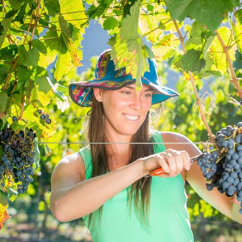 Woman harvesting grapes in a Cafayate vineyard, Salta region, Argentina.