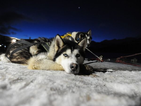 Sled dog team resting on snow at dusk in Tierra del Fuego, Patagonia.