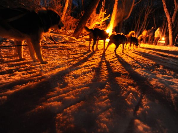 Wild dogs gather around a campfire under starlit Patagonian skies, their shadows dancing across snow-covered ground.