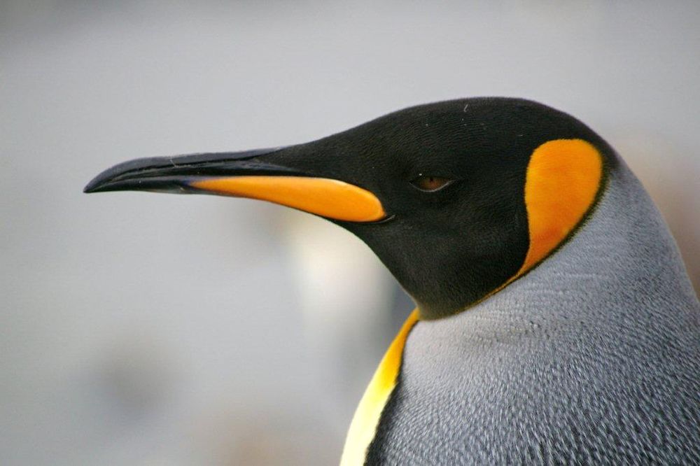 Close-up portrait of a King Penguin showing distinctive black head, orange ear patches, and grey back in Antarctica.