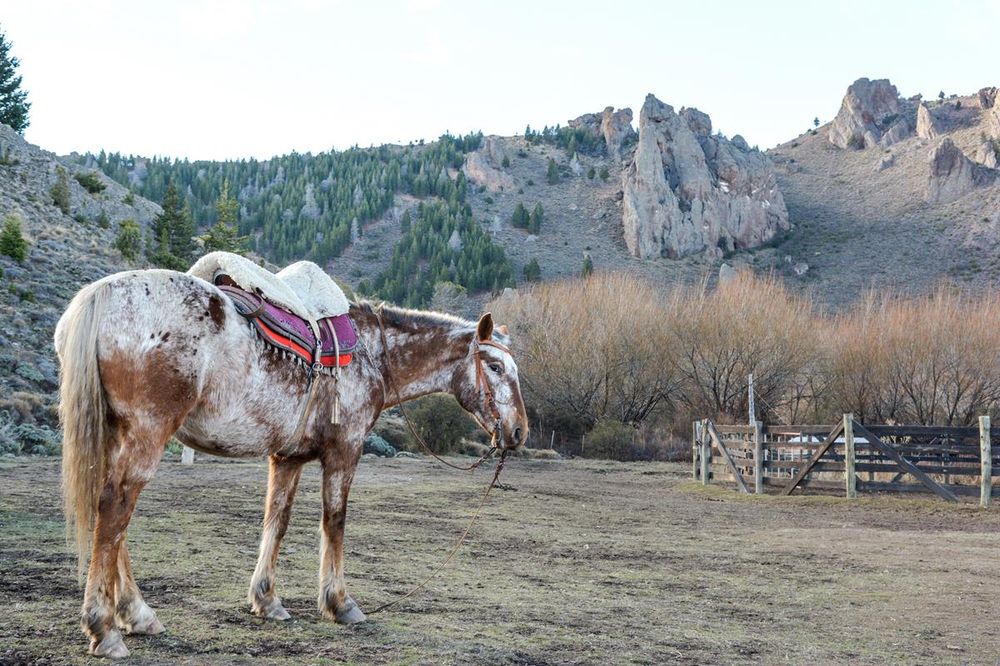 Saddled horse at La Fragua ranch near Bariloche with dramatic rocky peaks and forested mountains in background.
