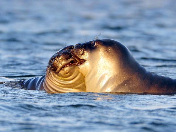 Elephant seal surfacing in Atlantic waters near Puerto Madryn, Patagonia, displaying characteristic wrinkled skin and whiskers.