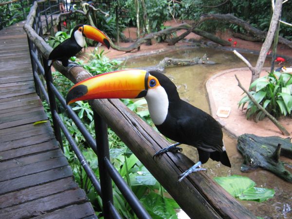 Toucans perched on wooden railings at Parque das Aves wildlife sanctuary in Brazil's Atlantic Forest.