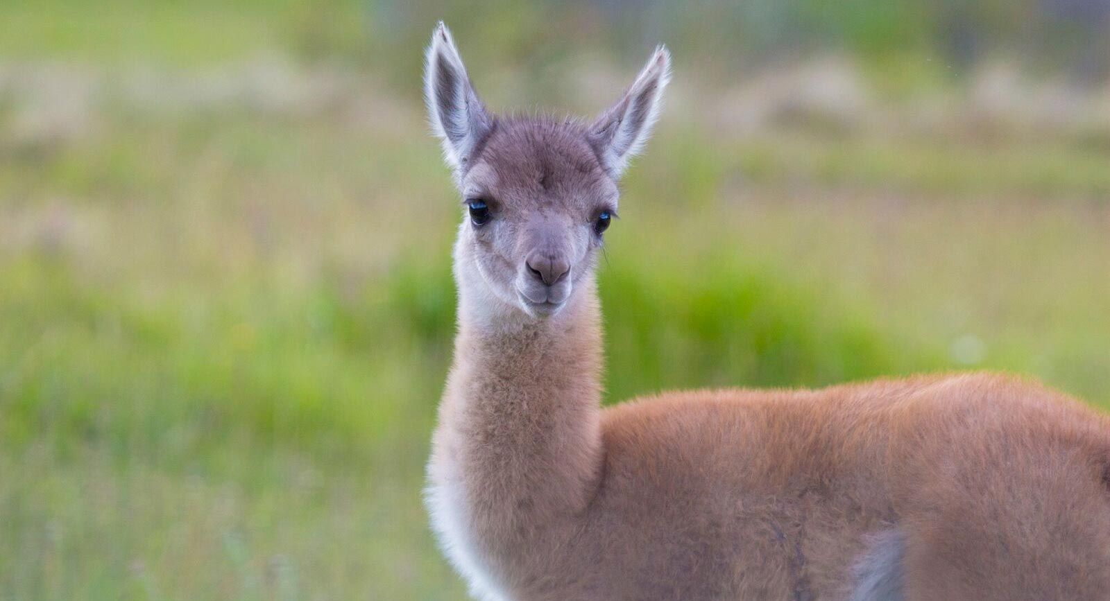 Young guanaco stands alert in the windswept Patagonian steppe