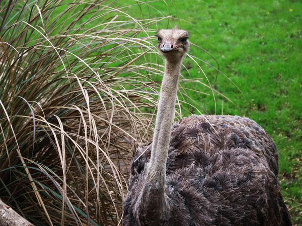Emu with distinctive long neck and small head among green vegetation at Temaikén, Buenos Aires.