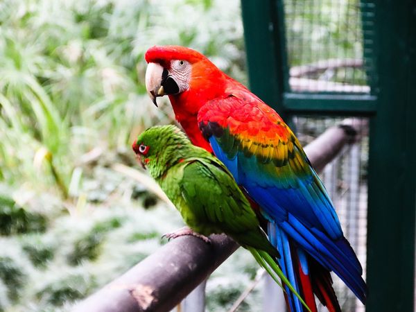 Colorful macaw parrots perched together at Temaiken Zoo in Buenos Aires, displaying vibrant red and green plumage.