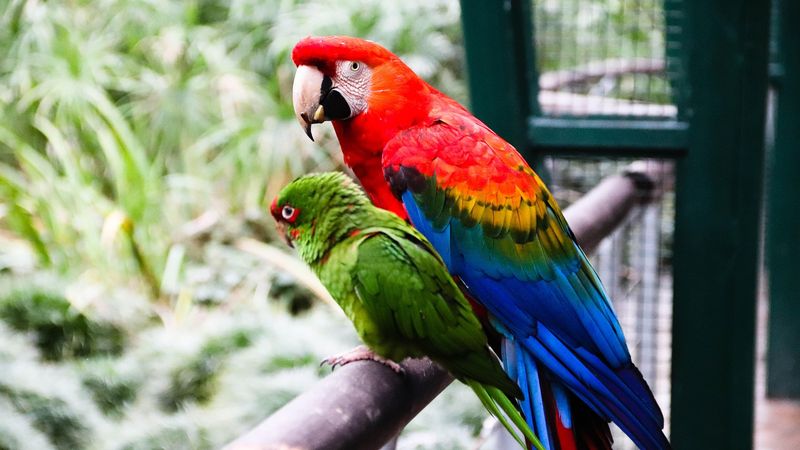 Colorful macaw parrots perched together at Temaiken Zoo in Buenos Aires, displaying vibrant red and green plumage.
