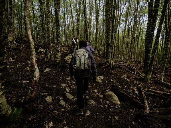 Hiker with backpack trekking through lush forest trail surrounded by moss-covered trees in Esmeralda.