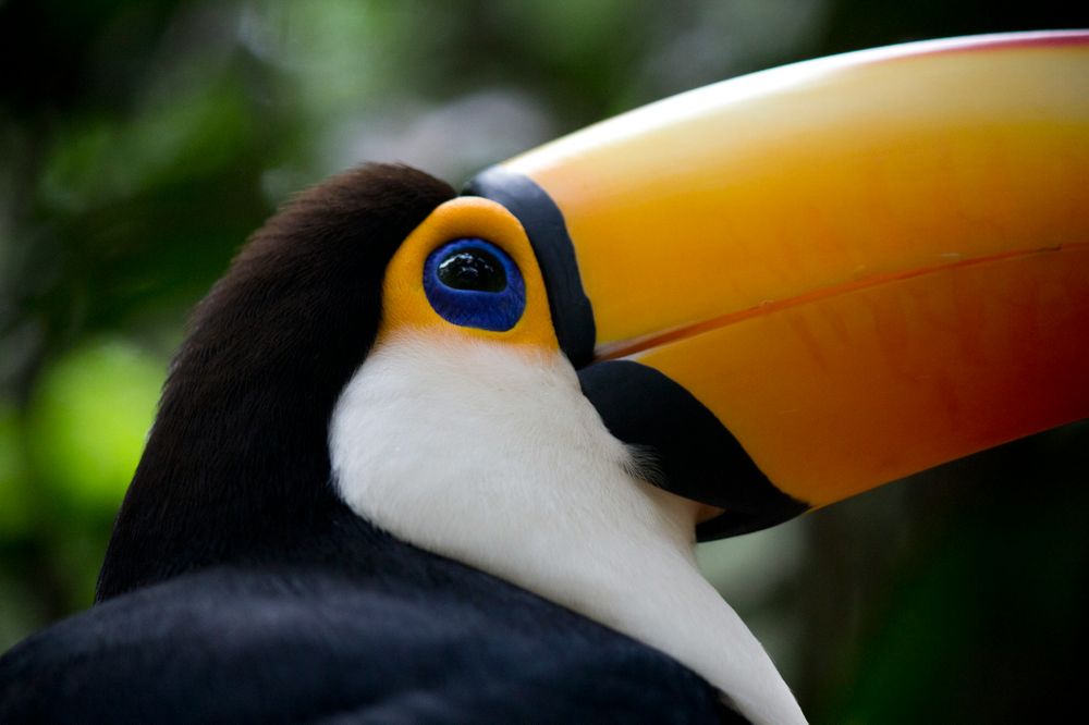 Colorful toucan with striking yellow and orange plumage and blue eye-ring in the rainforest near Iguazú.