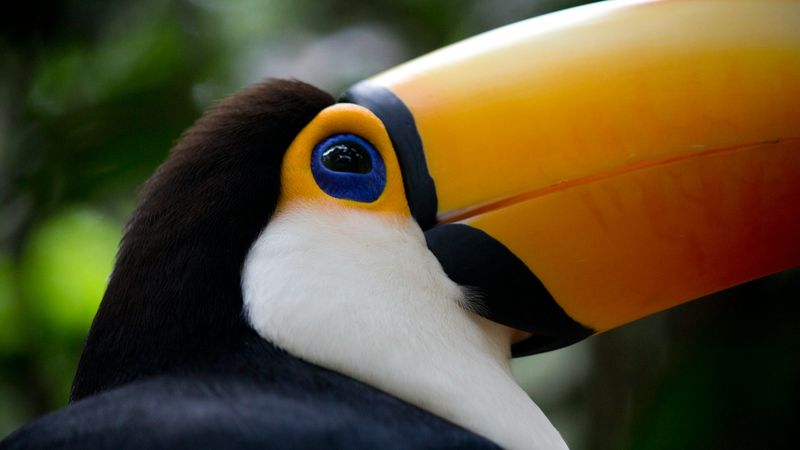Colorful toucan with striking yellow and orange plumage and blue eye-ring in the rainforest near Iguazú.