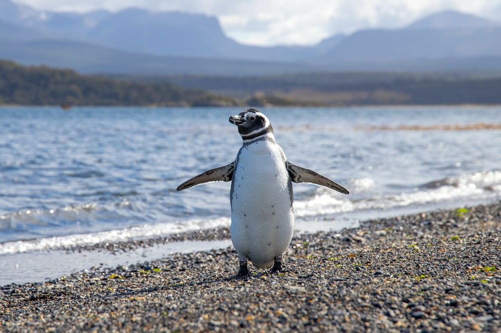 Magellanic penguin standing on a rocky beach by the water, with mountains in the distance under a bright sky.