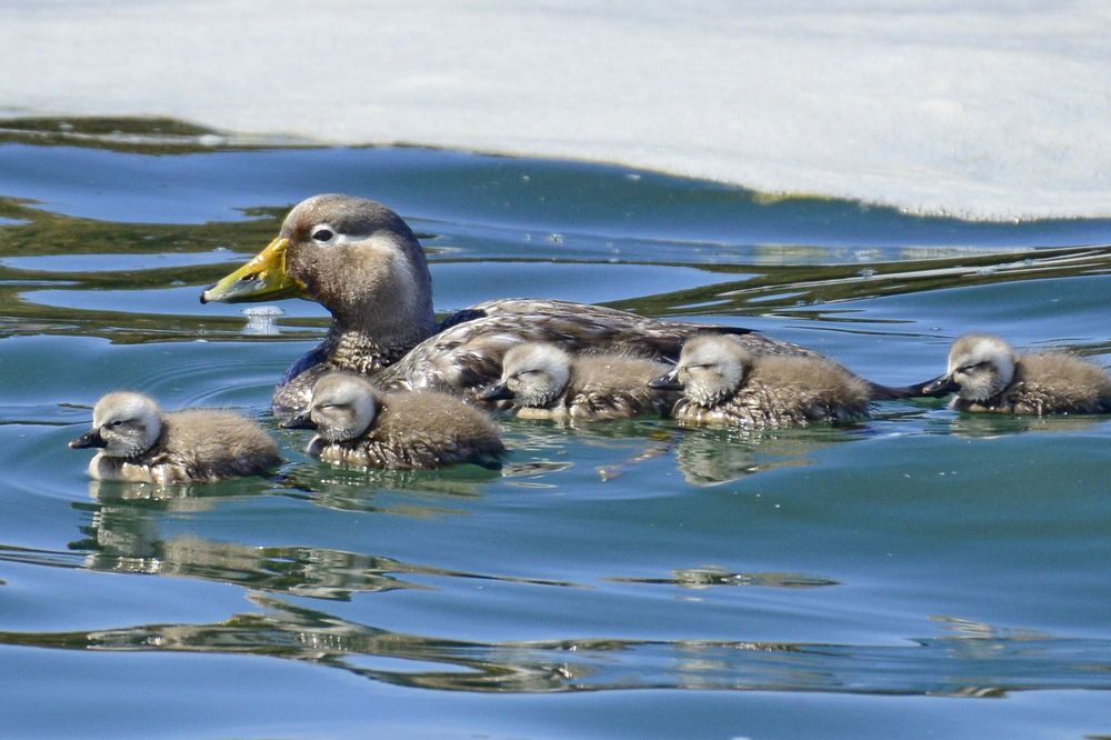 Female Steamerduck with ducklings swimming in clear waters near Bahía Bustamante, Patagonia.