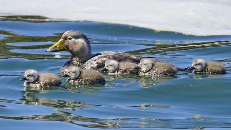 Ballenas, pingüinos y naturaleza a tu ritmo