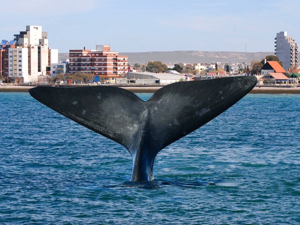 Southern right whale tail flukes diving near Puerto Madryn waterfront with coastal buildings and hills in background.