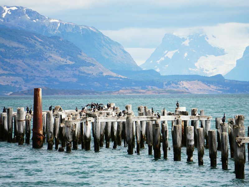 Weathered wooden pier pilings with cormorants in Puerto Natales, Chile, framed by snow-capped Patagonian mountains.