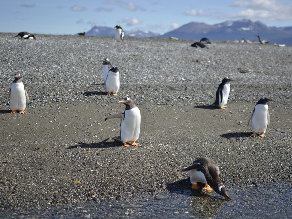 Gentoo penguin chicks gather on a pebble beach with snow-capped mountains in the background in Patagonia.