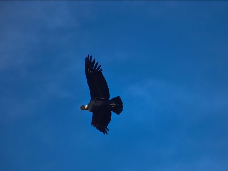 Bald eagle soaring against a clear blue sky in El Chaltén, Patagonia.
