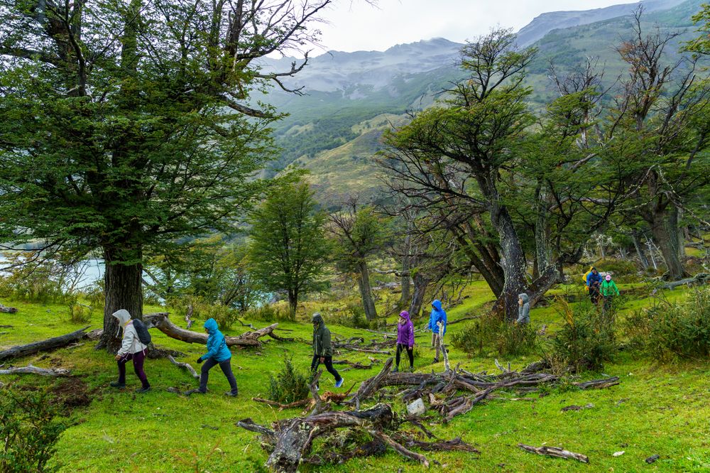 Hikers explore a lush Patagonian valley with fallen logs and ancient trees, mountains visible in the distance near El Calafate.