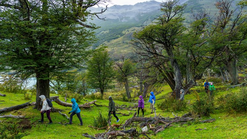Hikers explore a lush Patagonian valley with fallen logs and ancient trees, mountains visible in the distance near El Calafate.