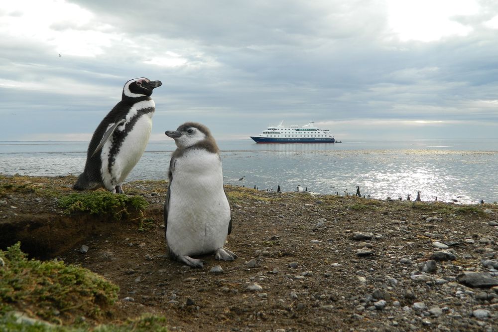 Two Magellanic penguin chicks on Isla Magdalena with a cruise ship in the Strait of Magellan, Patagonia.