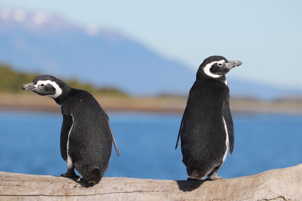 Two Magellanic penguin chicks stand on driftwood with Beagle Channel waters and mountains visible in Ushuaia.