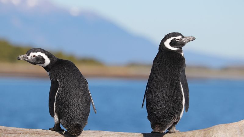 Two Magellanic penguin chicks stand on driftwood with Beagle Channel waters and mountains visible in Ushuaia.