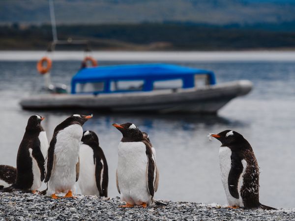 Gentoo penguins gather on a beach in Ushuaia with a blue-hulled boat anchored in the background.