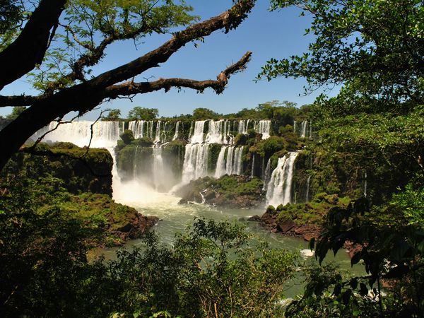 Iguazu Falls: numerous cascades of white water plunging into a river amidst lush green rainforest under a clear blue sky, framed by tree branches.