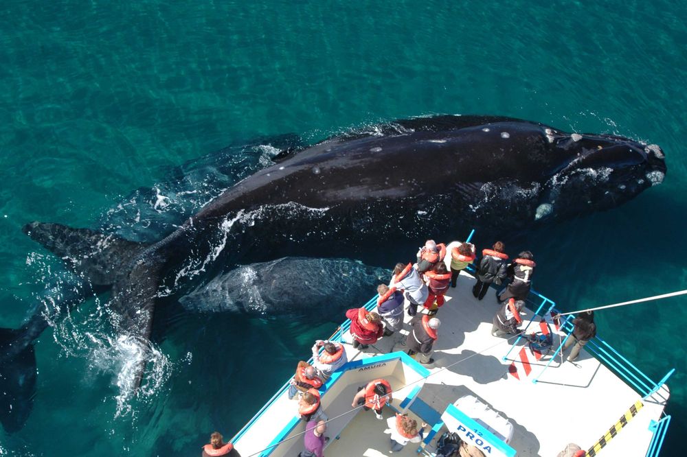 Tourists observe a massive humpback whale breaching near their boat in Puerto Madryn's turquoise waters.
