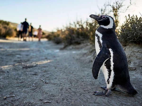 African penguin standing on sandy beach at Pedral penguin colony in Patagonia with visitors in background.
