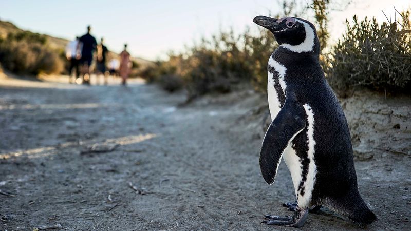 Fauna de la Selva al Atlántico