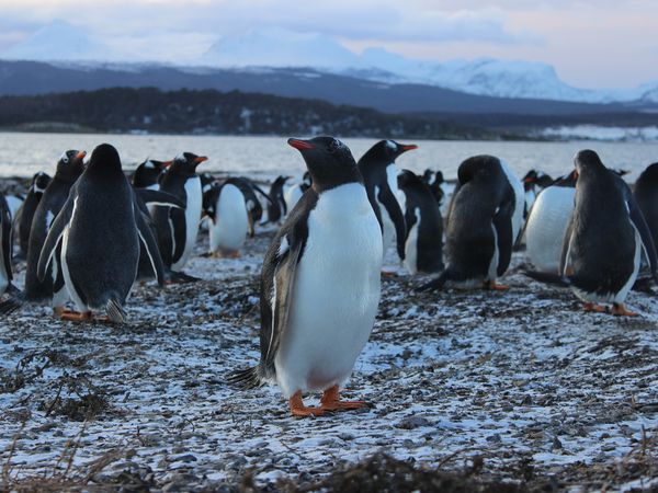 Colony of Gentoo penguins on a snowy shore with a bay and snow-capped mountains under an overcast sky.