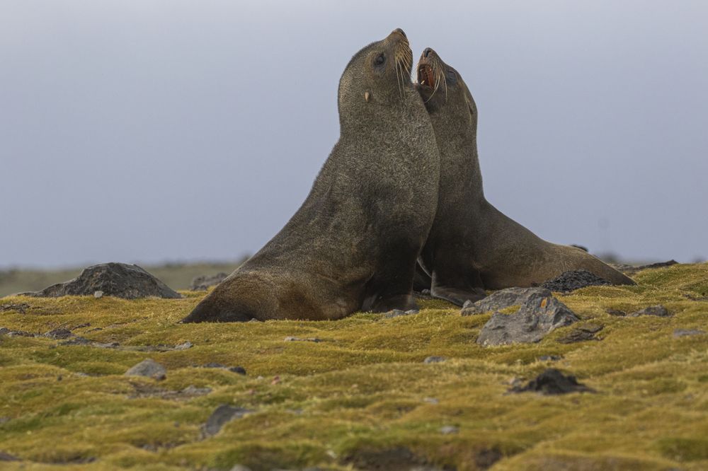 Two sea lions resting on moss-covered ground in Antarctic waters, their heads raised toward the sky.