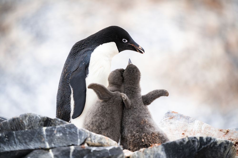 Adult penguin with two fluffy chicks on rocky terrain in Antarctica.