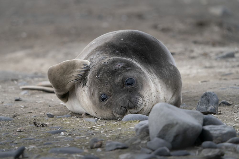 Antarctic seal rests on rocky beach in Patagonia, displaying characteristic whiskers and curious expression.