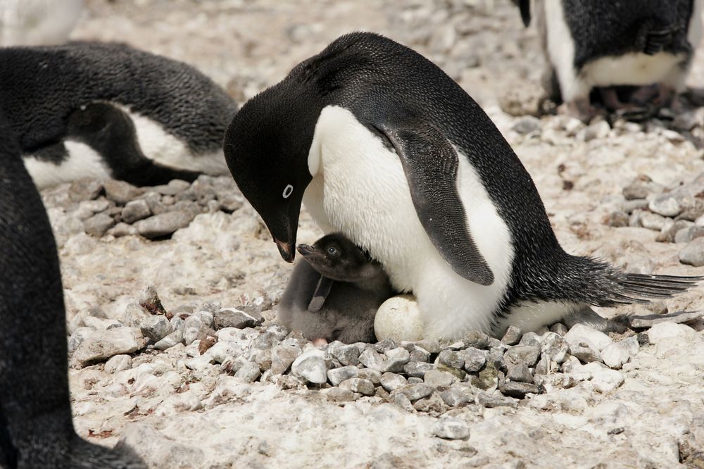 Adelie penguin parent tending to fluffy chick on rocky Antarctic terrain surrounded by pebbles.
