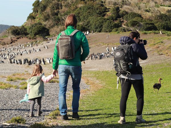 Family hiking through penguin colony in Patagonia with wildlife viewing and photography.