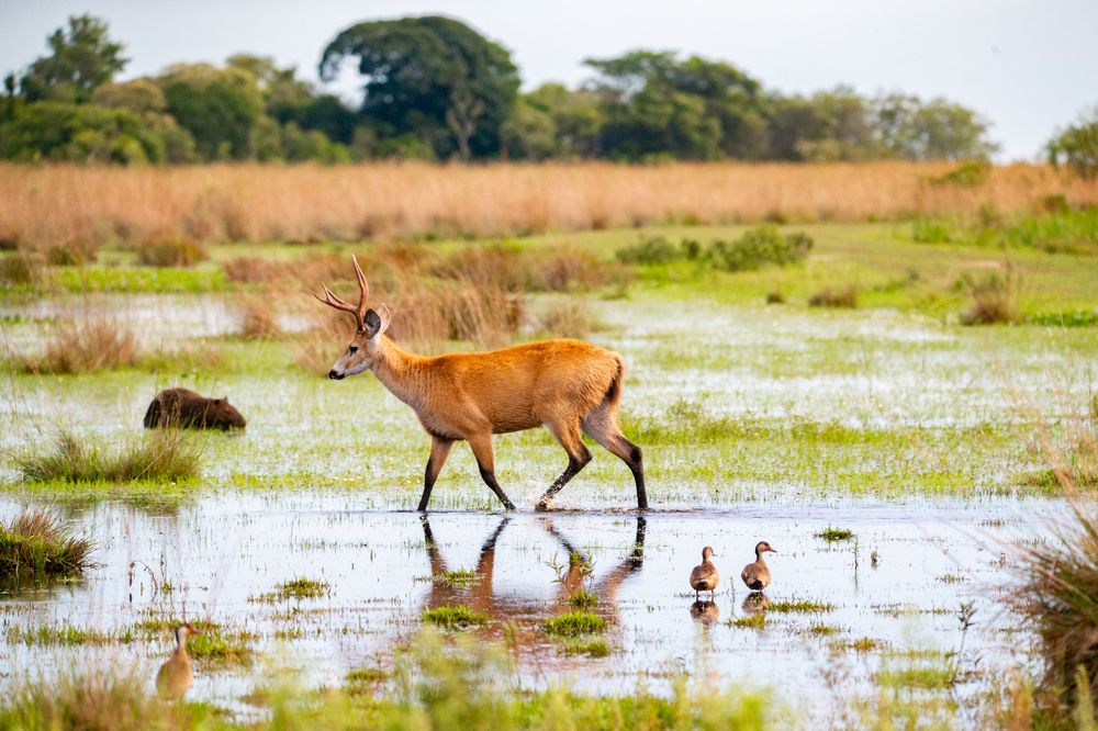 Ibera Wetlands and Iguazu Waterfalls