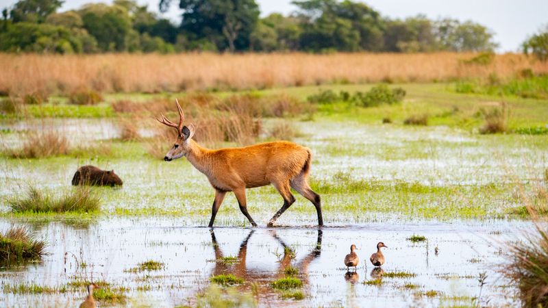 Safari nos Esteros del Iberá e Cataratas do Iguaçu