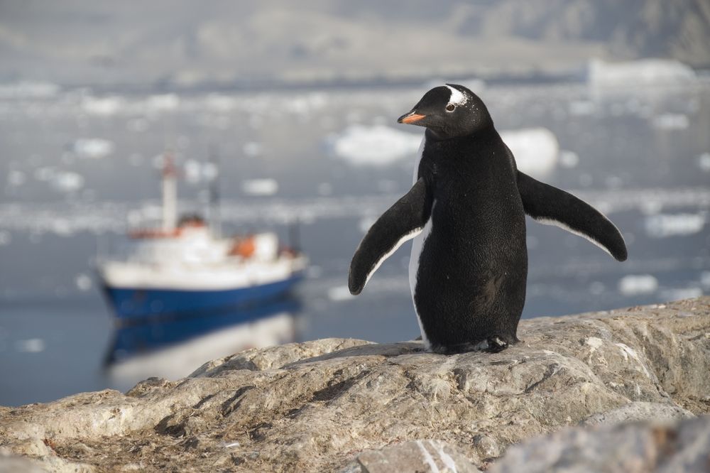 Adelie penguin standing on rocky Antarctic shore with research vessel in icy waters behind.