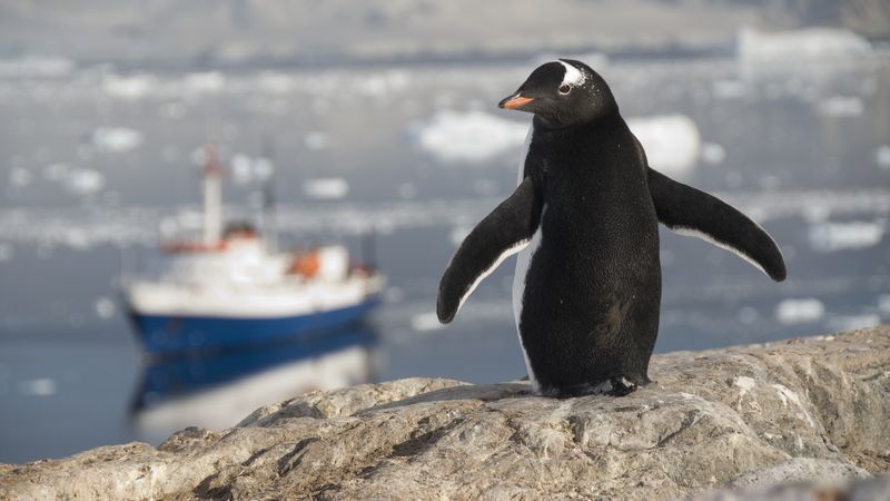 Adelie penguin standing on rocky Antarctic shore with research vessel in icy waters behind.