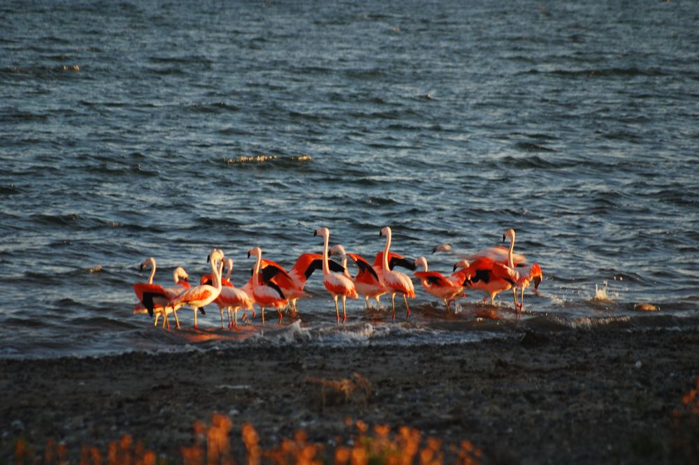 Flamingos wade through shallow waters at Bahia Bustamante, Patagonia, displaying vibrant pink plumage in their natural coastal habitat.