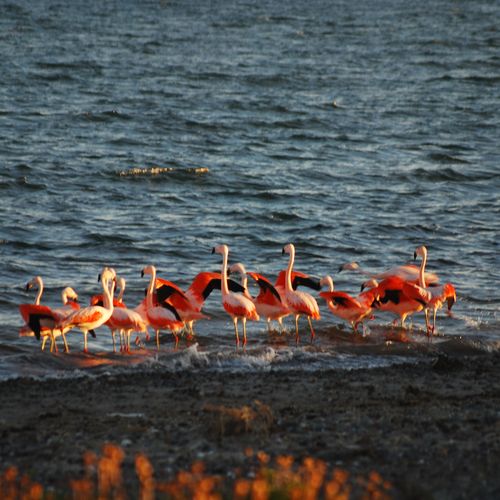 Flamingos wade through shallow waters at Bahia Bustamante, Patagonia, displaying vibrant pink plumage in their natural coastal habitat.