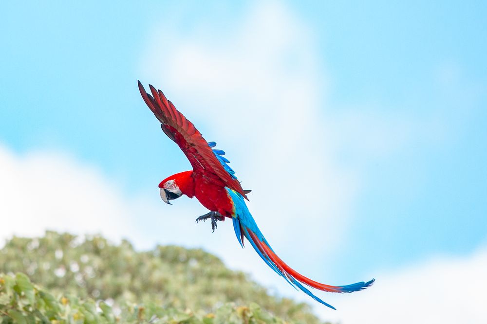 Safari en Esteros del Iberá en Aguapé Lodge