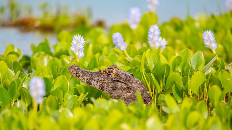 Escapada a Esteros del Iberá en Puerto Valle  