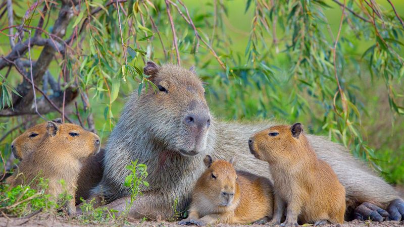 Escapada a Esteros del Iberá en Puerto Valle  
