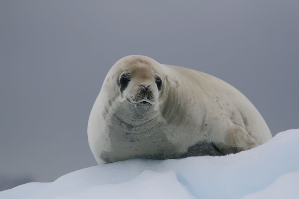 Weddell seal resting on Antarctic ice floe with calm expression against overcast sky.
