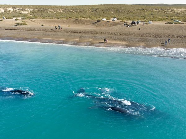 Right whales swimming in turquoise waters near Playa Doradillo beach in Patagonia, Argentina.